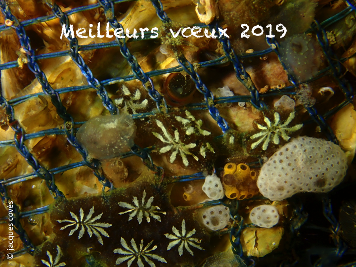 <p>Tous mes voeux bio/environnementaux et subaquatiques pour l'année 2019 à DORIS et ses ami.e.s.</p><p>Jacques</p>
