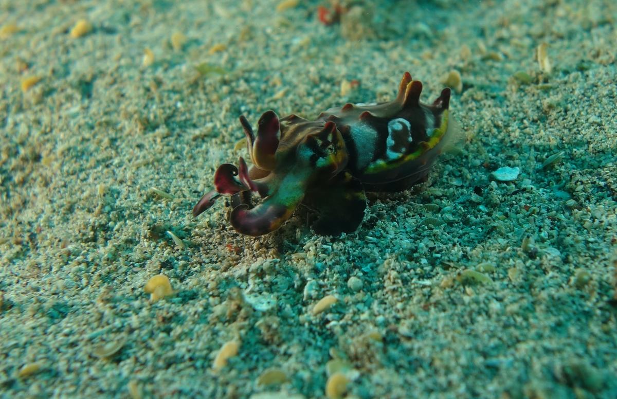 <p>C' est une seiche flamboyante. Fe 5 a 15 cm se deplaçant generalement sur des fonds sablonneux. assez rare a voir , mais tres belle avec ses cou...