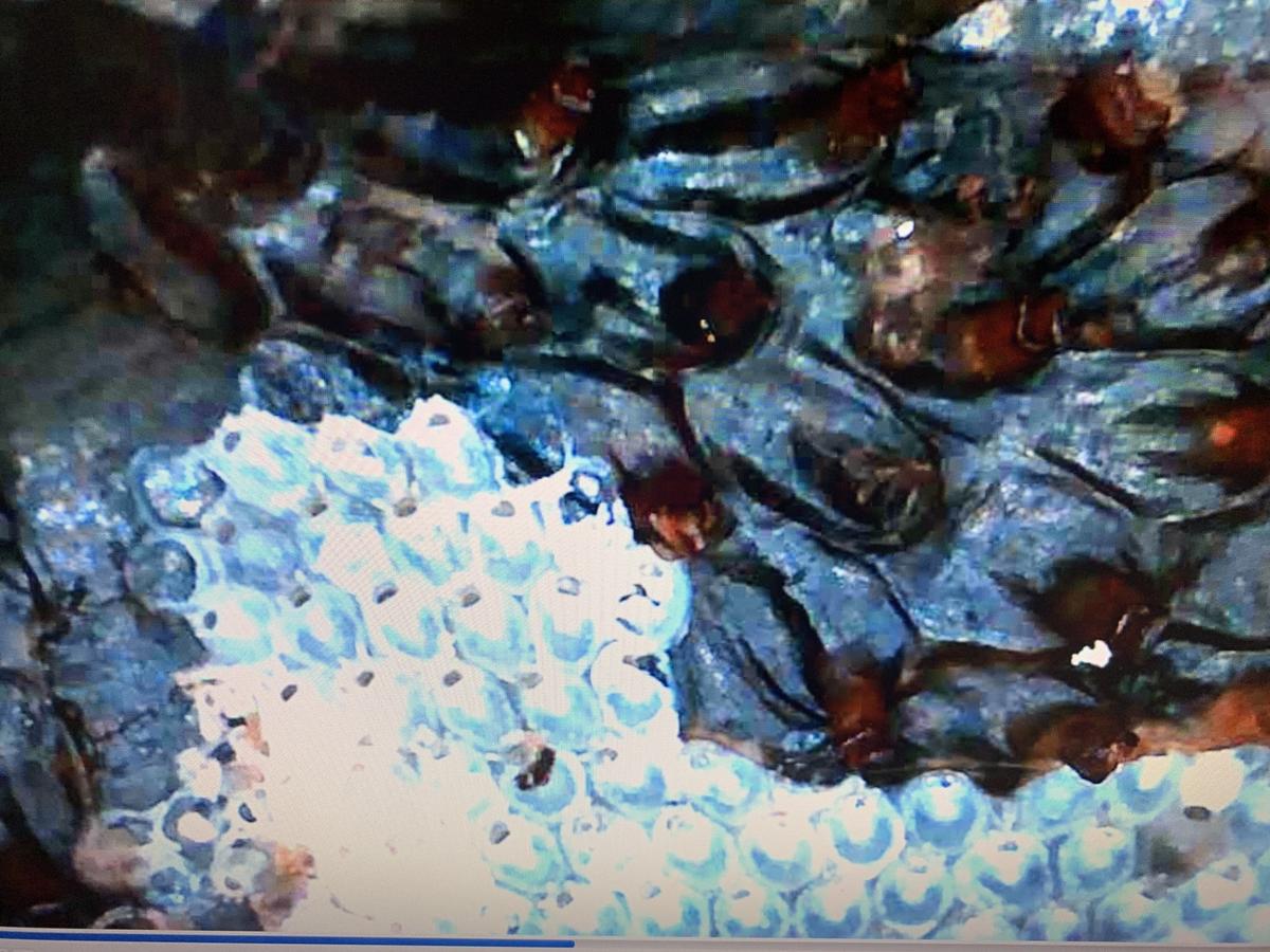 Wateripora cucullata (foncée) et Calpensia nobilis (blanche) : Vrai ou faux ?