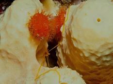 Watersipora cucullata?