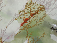 Watersipora subatra