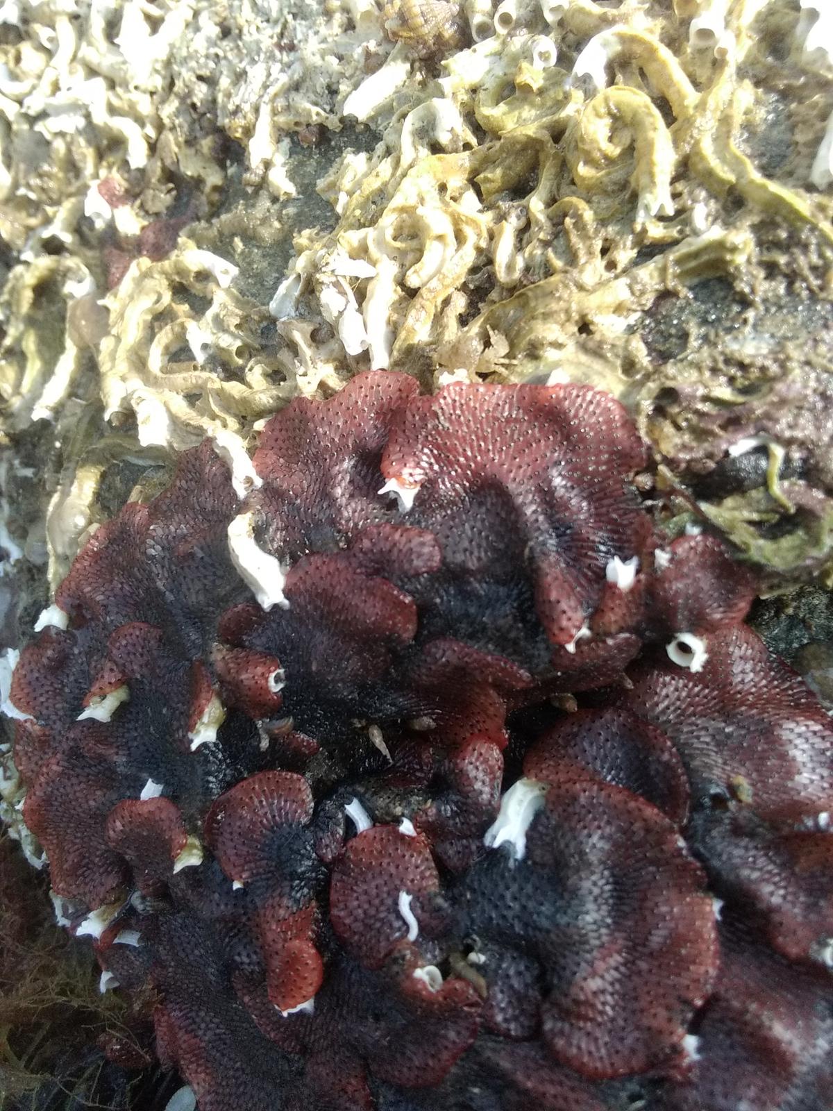 Watersipora subtorquata ?