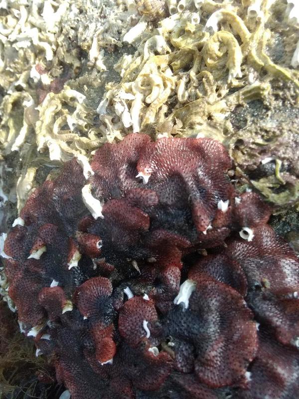 Watersipora subtorquata ?
