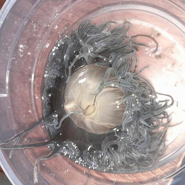 What Actiniidae is it please ?