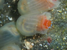 What species tunicate is?