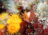 Which anemone?