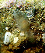 Which ascidian?