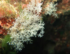 Which hydroid? (1. Malta)