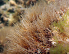 Which hydroid? (2. Malta)