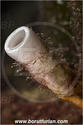 Which marine sponge 