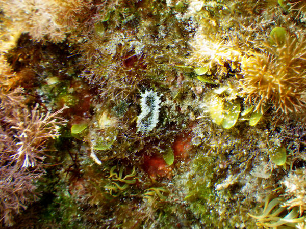 white fanworm