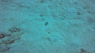 Worm or nudi