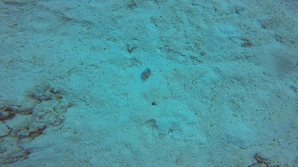 Worm or nudi