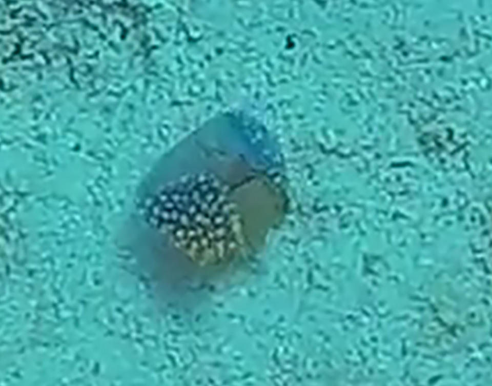 <p>Hello Bruno,</p><p>Here an enlargement... maybe you can see more on it. This animal was flat and was rolling like a "apple peel" ofer the sand.<...
