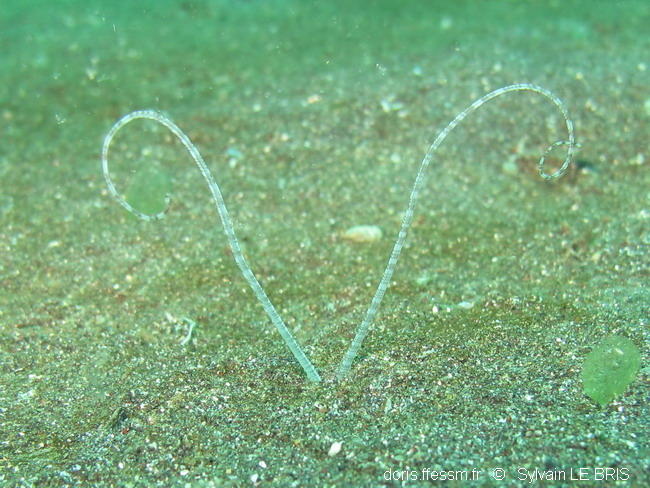 Bonsoir,<br /><br />Je pense à un ver, peut être un "palp worm" (Spionidae).<br />Je joins une photo également de Lembeh .. si quelqu'un à un nom,...