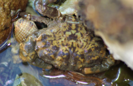 Xantho hydrophilus de couleurs différente à la normale