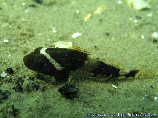 Zeeland (NL) : juvénile de Myoxocephalus scorpius ?