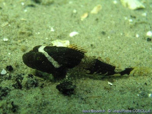 Zeeland (NL) : juvénile de Myoxocephalus scorpius ?