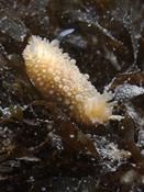 Zeeland (NL) : Onchidoris muricata ?