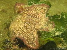 Zeeland (NL) : probablement un bryozoaire