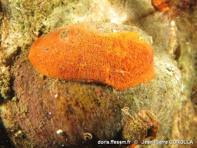 Zélande : botrylloides ?