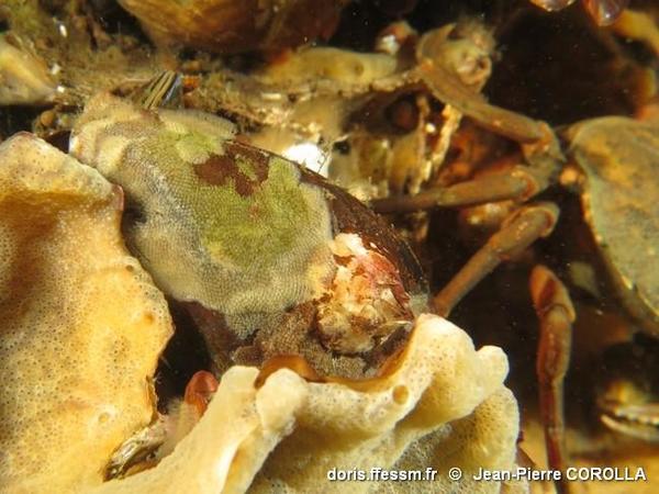 Zélande : identification bryozoaire