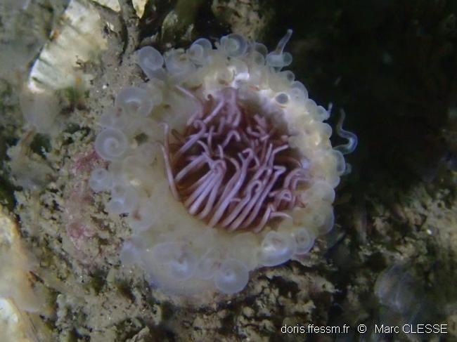 Zélande (Pays-Bas) :  Cerianthus lloydii ?