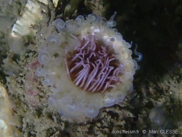 Zélande (Pays-Bas) :  Cerianthus lloydii ?
