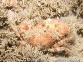 Zélande (Pays-Bas) : crabe inconnu