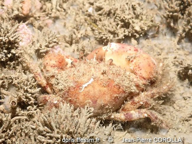 Zélande (Pays-Bas) : crabe inconnu