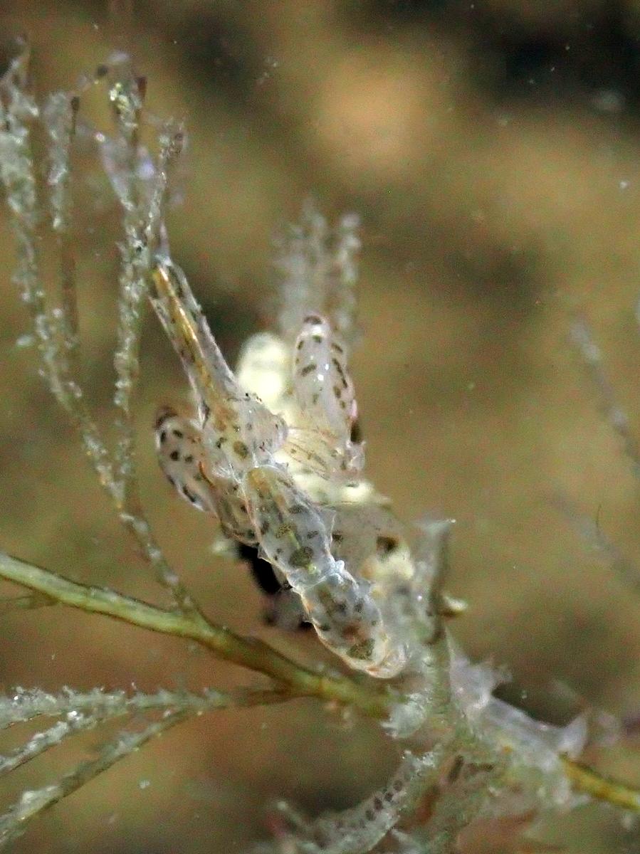 Zélande (Pays-Bas) : inconnu - taille 1 cm
