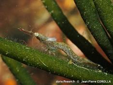 Zélande (Pays-Bas) : parasite de Mysidé