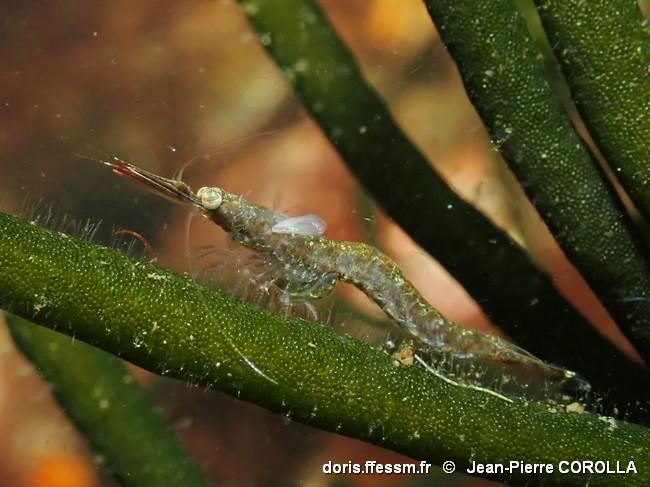 Zélande (Pays-Bas) : parasite de Mysidé