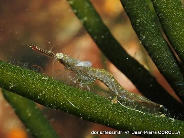 Zélande (Pays-Bas) : parasite de Mysidé