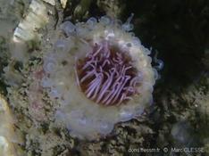 Zélande (Pays-Bas) :  Synarachnactis (Cerianthus) lloydii ?