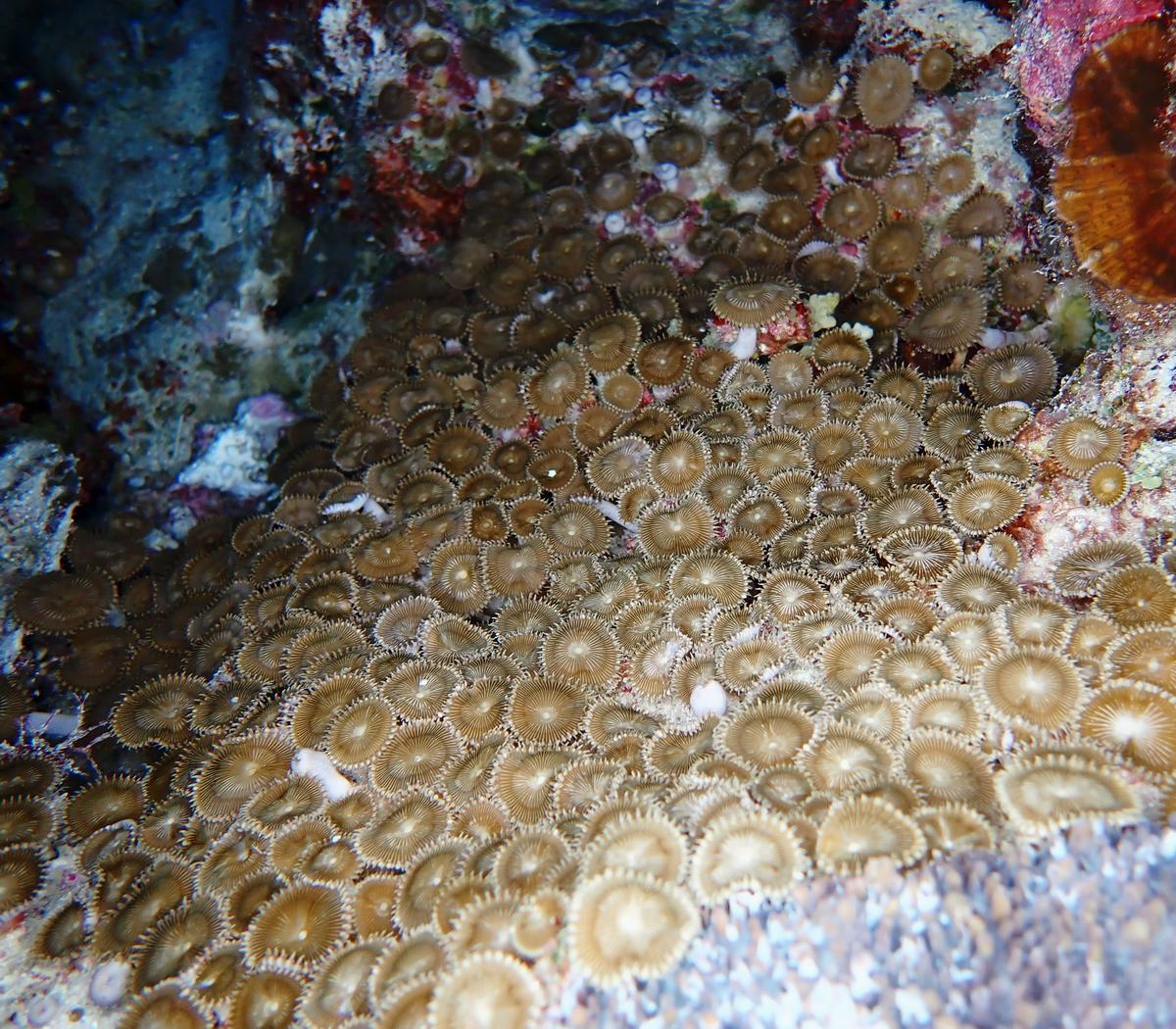 zoanthaire ?