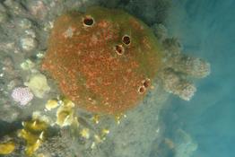 zoanthaire éponge grisâtre ou éponge perforante rouge ?
