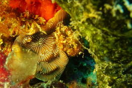 Zoanthaire ou corallimorphaire de Martinique ??