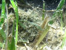 Zostera marina, Zostera noltei o Cymodocea nodosa?