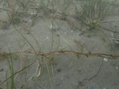 Zostera marina, Zostera noltei ou Cymodocea nodosa ?