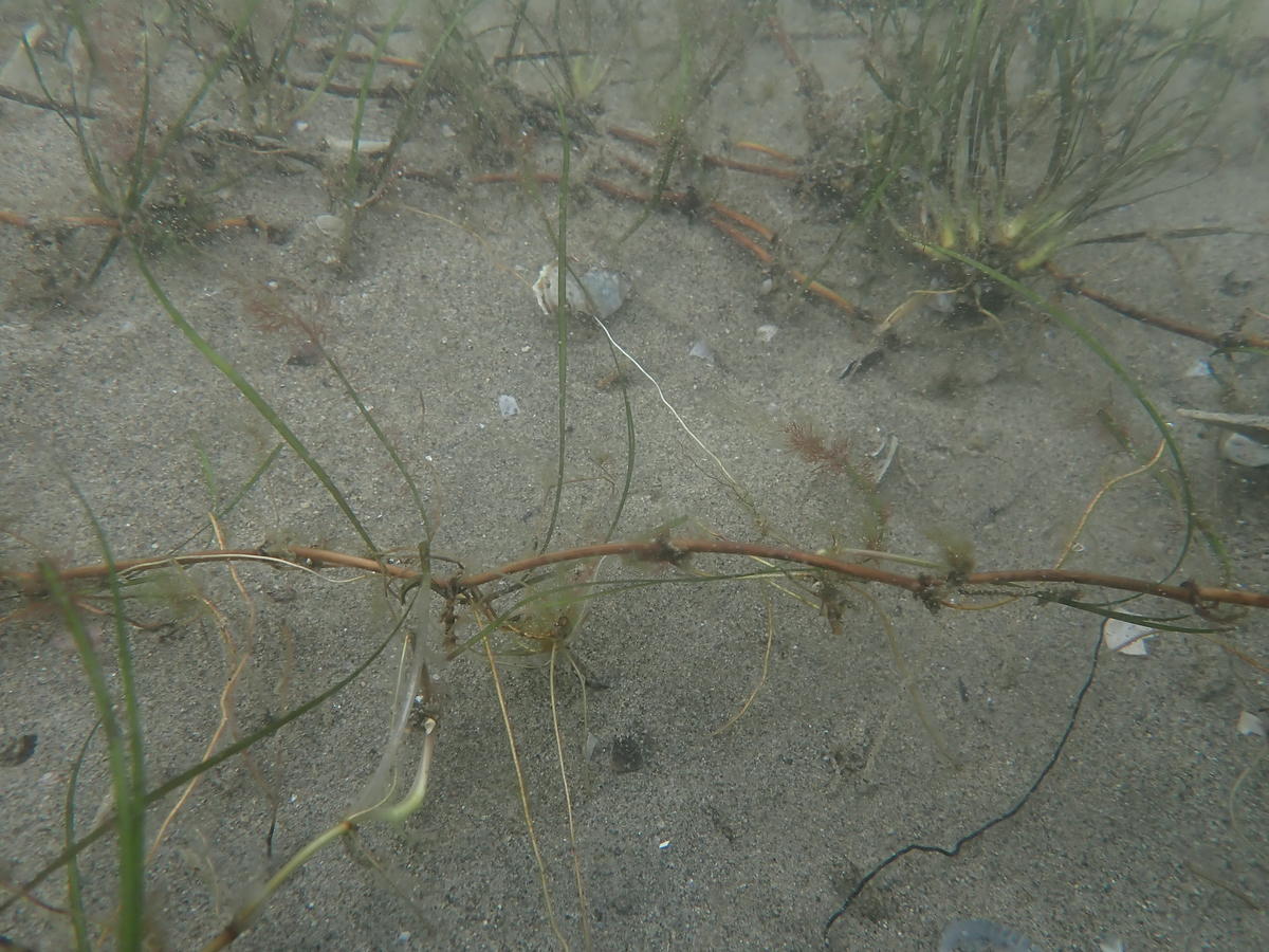 Zostera marina, Zostera noltei ou Cymodocea nodosa ?