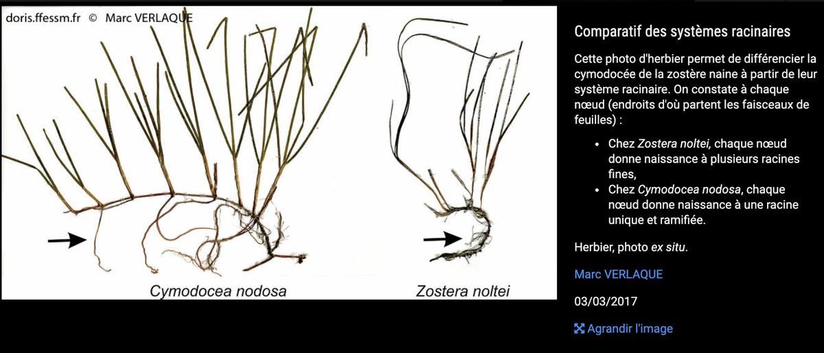 <p>Bonjour,</p><p>le système racinaire m'évoque <i>Cymodocea nodosa</i> (Ucria) Asch., <a href="https://doris.ffessm.fr/ref/specie/762">https://dor...