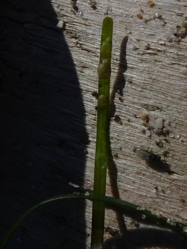 Zostères de l'Etang de Berre 2 ?