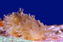 Polybranchia_viridis_a-jeter01