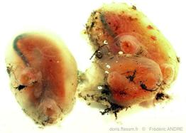 corella_eumyota-fa5h