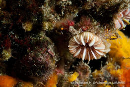 caryophyllia_inornata-vl1