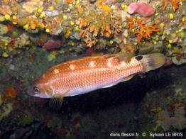 acantholabrus-palloni_8673slb