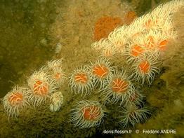 actinothoe_sphyrodeta-fa77