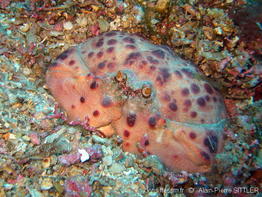 calappa_granulata-aps101