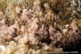 Jania_sp-vl1
